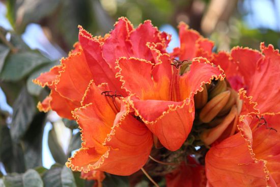 Blüten des Tulpenbaumes