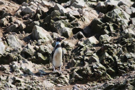 Ein kleiner Humboldtpinguin auf dem Weg zum Wasser