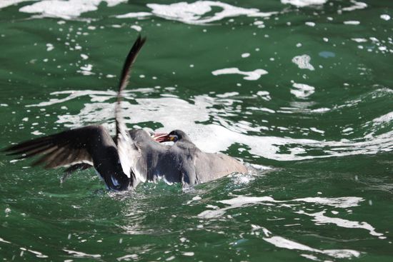 Wasserschlacht. Foto: Beat