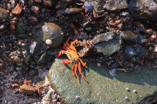 An der Wasserkante klammern sich Krebse an die Felsen...
Foto: Beat