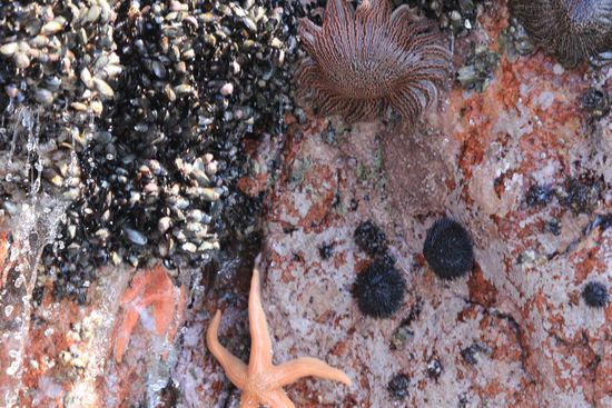 ... und wenn die Wellen den Blick auf die Steine freigeben, sieht man für einen kurzen Moment weitere Meeresbewohner bevor die Wellen wieder zurückschlagen.
Foto: Beat