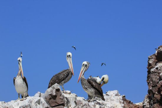 Noch mehr Pelikane
Foto: Beat