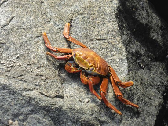Auch hier sonnen sich Krebse an der Wasserkante