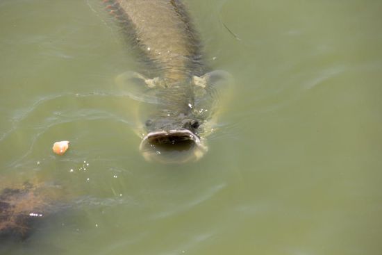 Paiche - der grösste Süsswasserfisch    Foto: Beat