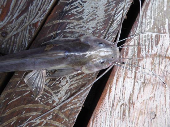 ein grimmiger Bursche    Foto: Rene M.