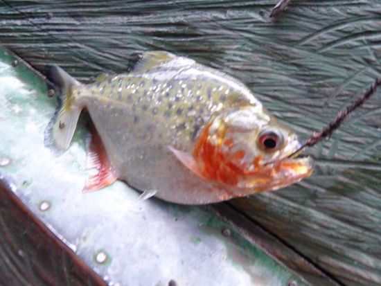 Pirana                Foto: René M.