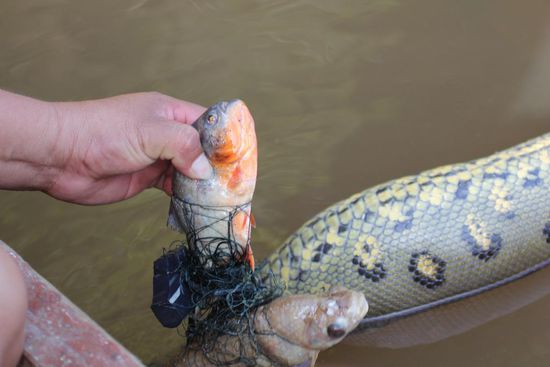 Fressen und gefressen werden - Foto: Beat