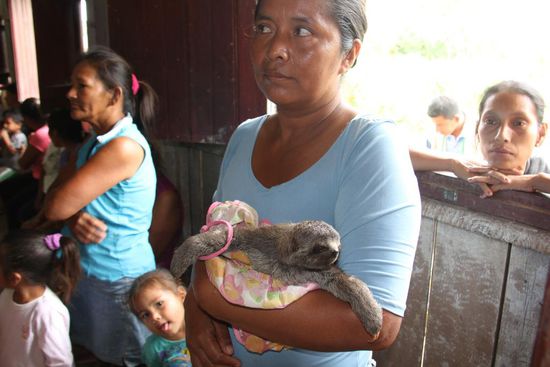 ein lebendes Kuscheltier - ein junger Peresoso - Faultier      Foto: Beat