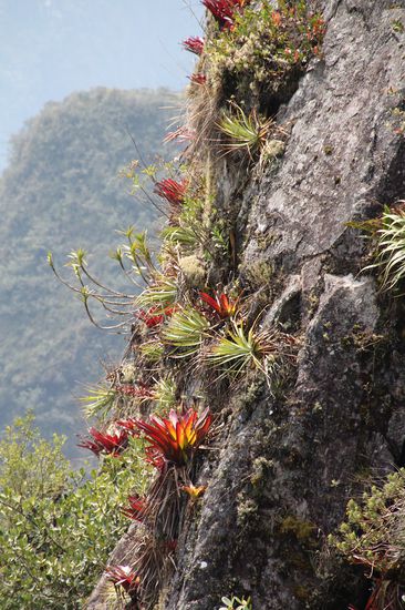 eine eindrückliche Vegetation - Foto: Bruno