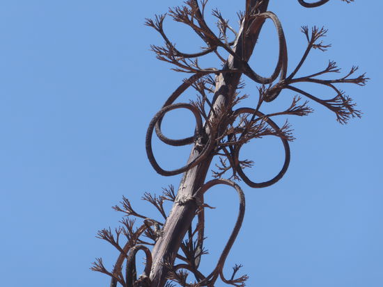 der vertrocknete Blütenstand einer Agave