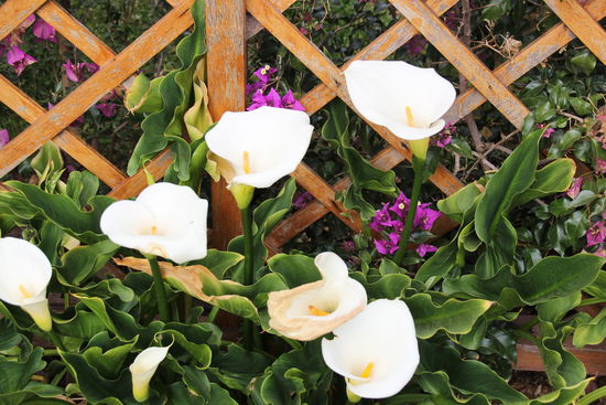 Im Hinterhof der Kirche blühen 'meine' Callas - Foto: Bruno