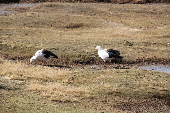 Diese Gänse waren exklusiv für Bruno - Foto Bruno