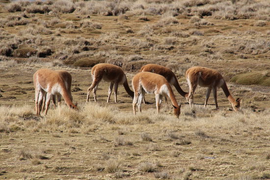 Bei den Vicunas durfen wir alle aussteigen - Foto: Bruno