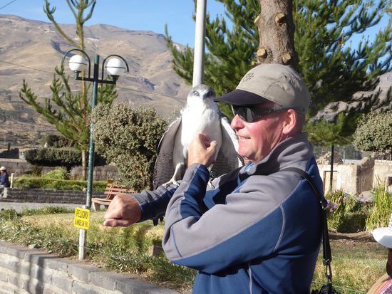 Frauen mit Falken bieten ihre Tiere als Fotosujets an. Bruno traut sich.