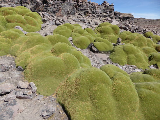 Eine riesige Yarete. Sie muss uralt sein, denn sie wächst nur einen Zentimeter pro Jahr.