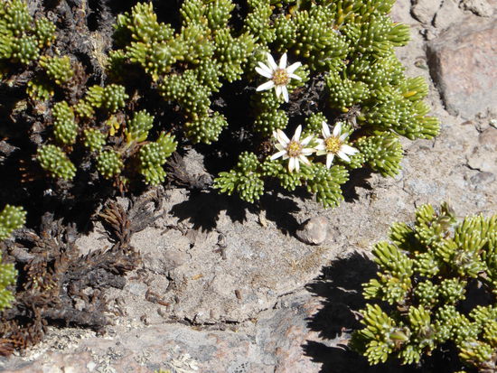 winzige Blüten an robusten Pflanzen