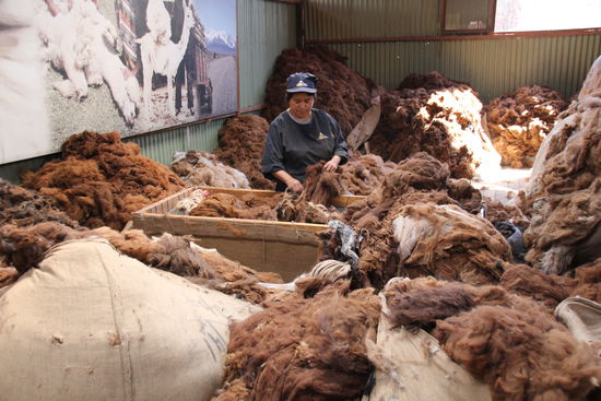 Verarbeitung der Lama- und Alpakawolle