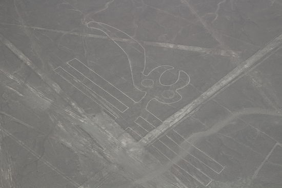 Papagei - Foto: Bruno