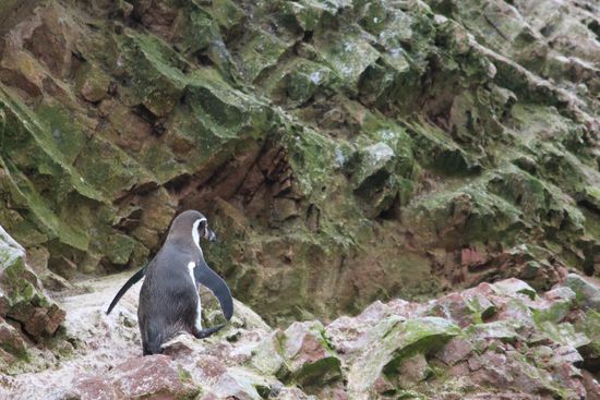 Der kleine Pinguin auf dem Weg nach oben...