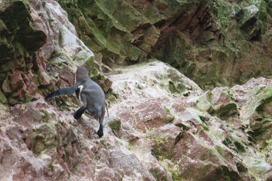 tapfer meistert er jedes Hindernis.