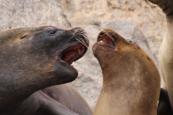Familie Seehund hat Stress... - Foto: Bruno