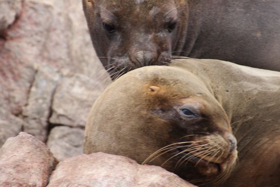 ... um gleich darauf wieder zu kuscheln  - Foto: Bruno