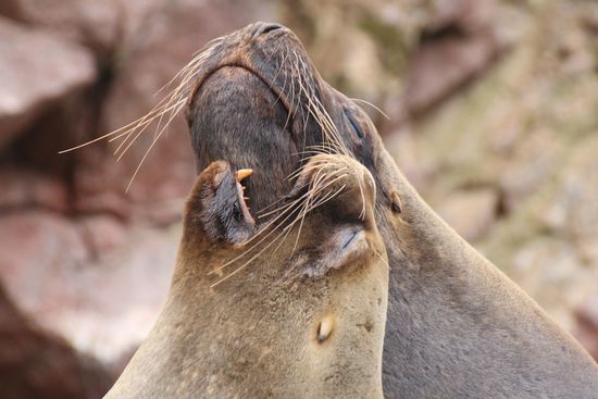 .... kleine Neckereien eingeschlossen - Foto: Bruno