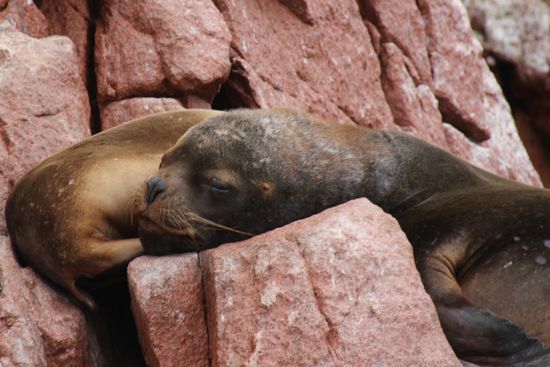 Schafen ist ja so schön - Foto: Bruno