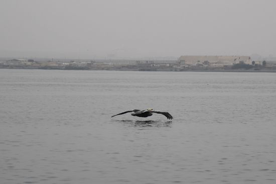 Pelikan im Tiefflug