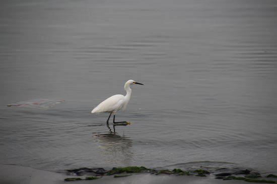 Fischreiher am Ufer - Foto: Bruno
