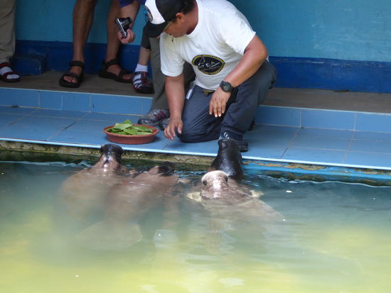 Fütterung der Manatis