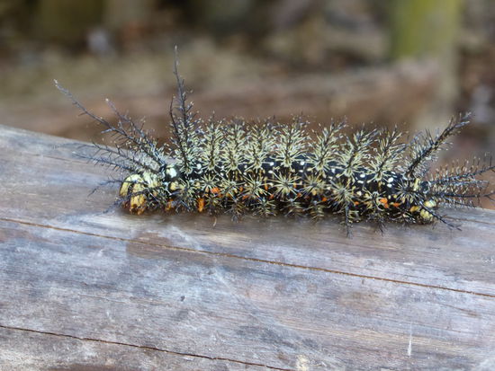 zufällig entdeckt: eine wunderschöne grosse Raupe. Sie ist hochgiftig, bei Hautkontakt brennt sie mit ihren Stacheln.