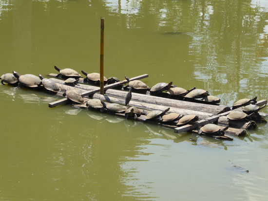 Wasserschildkröten im Sapi Sapi