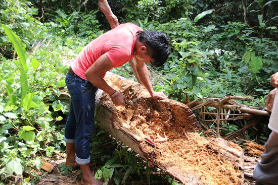 Mit der Schiffsschraube holt Javier die Suris aus dem Stamm der Palme
Foto: Bruno