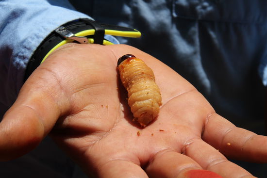 Suri, der beliebte Proteinlieferant in der Selva - Foto: Bruno