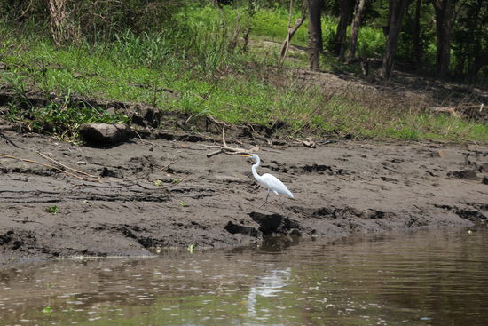 Der Reiher bei der Abzweigung in den Rio Yarapa - Foto: Bruno
