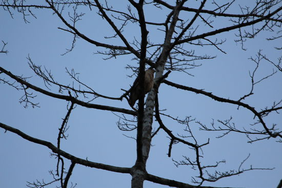 Ein Cara Cara wacht schon am frühen Morgen über der Lodge.