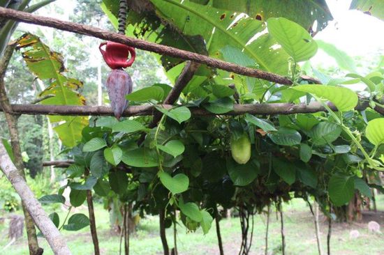 Die Frucht mit der wunderschönen Blüte habe ich auf meinem morgendlichen Spaziergang gefunden. (das rote ist eine Bananenblüte)