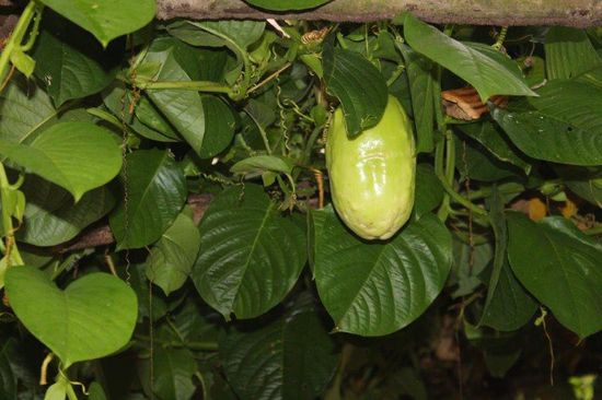 Ich kenne den Namen der Frucht nicht. Sie soll süss sein und vor allem als Erfrischungsgetränkt benutzt werden.