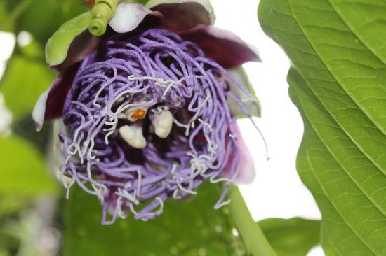 Die Blüte ist ganz eigenartig und wunderschön