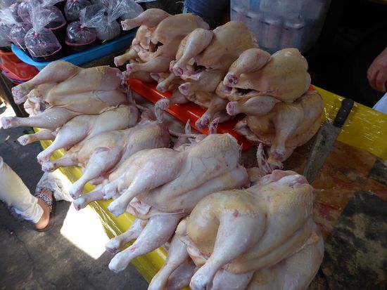 ... und die ganzen Hühner