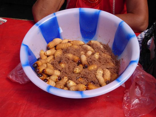 Hier sind sie wieder: die Suri aus der Selva...