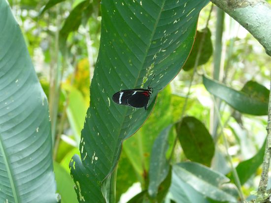 Im Pilpintuwasi werden Schmetterlinge gezüchtet.