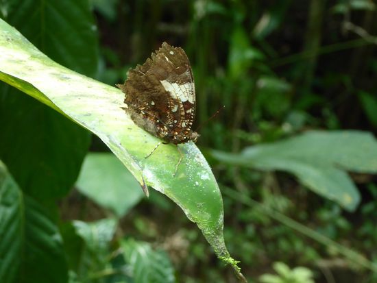 Totes Blatt heisst dieser Mariposo