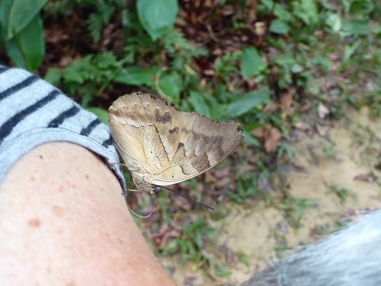 den Schmetterlingen schmeckt unser salziger Schweiss