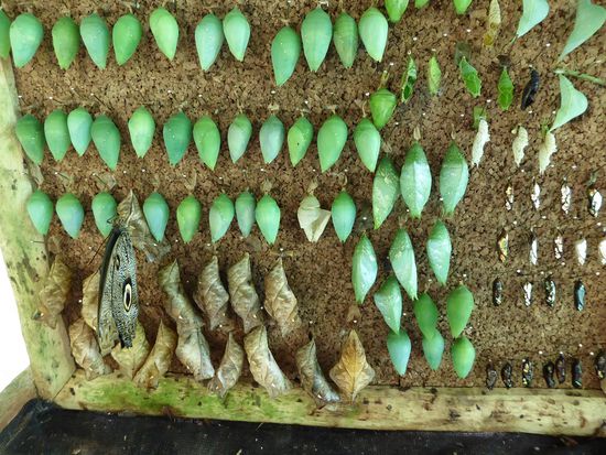 in der Brutstube.
Hierher kommen auch viele Schulklassen. Aufklärung ist ein wichtiges Anliegen von Gudrun Sperrer, der Betreiberin des Schmetterlingshauses