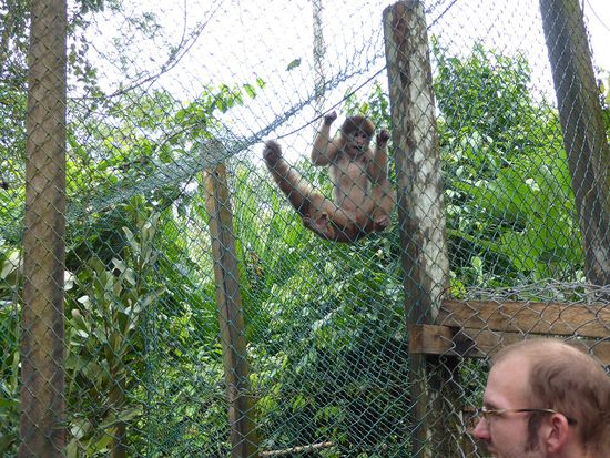 Toni ist ein ausgebildeter Taschendieb und würde jeden Besucher bestehlen, wenn man ihn aus seinem Gehege frei lassen würde.
Mit ihm verschwinden Handys, Uhren und Portemonaies auf Niewiedersehen in den Bäumen.