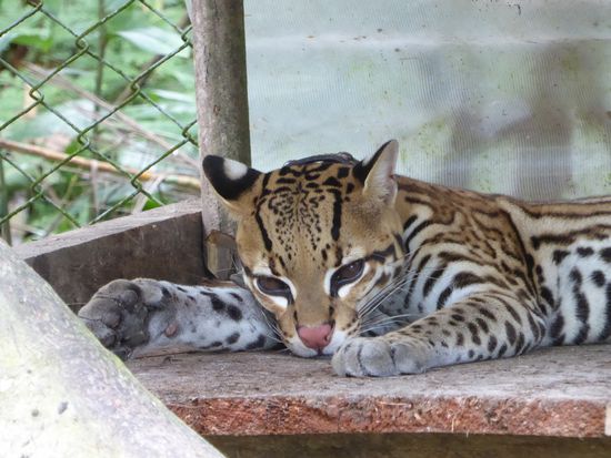 ein Tigrillo, ein Ozelot