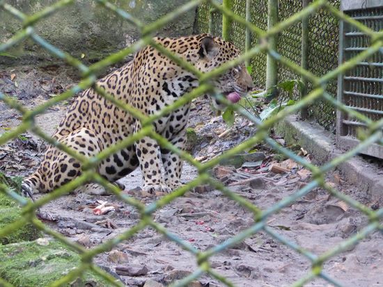 Pedro Bello, der schöne Peter war der Grund, dass das Pilpintuwasi auch eine Auffangstation geworden ist. Er kam im Alter von ca 6 Monaten hierher.