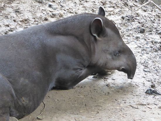 Tapir, ein eigentümliches Tier